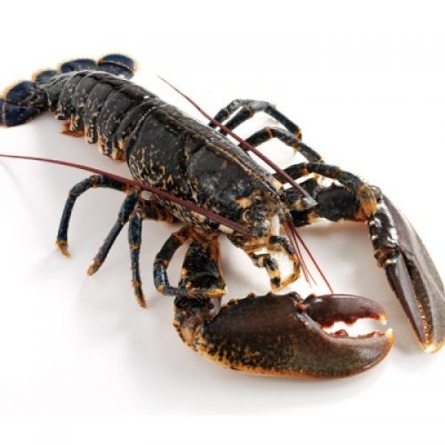 Fresh Live British Lobster - Fish Shack